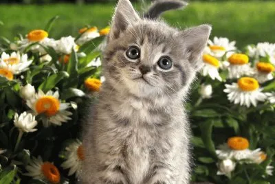 gatito en primavera