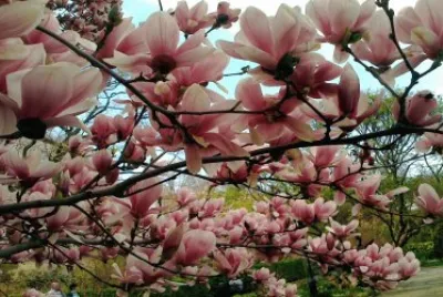 magnolias en primavera