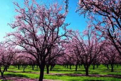 paisaje primavera
