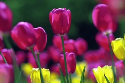 primavera 2