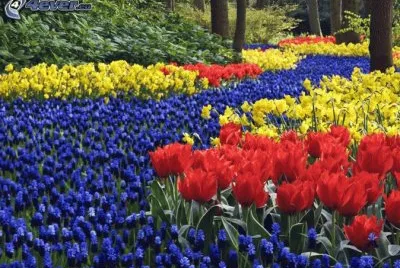 tulipanes
