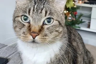 Gato lindo