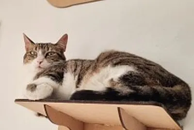 Gatinha