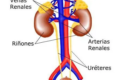 SISTEMA EXCRETOR