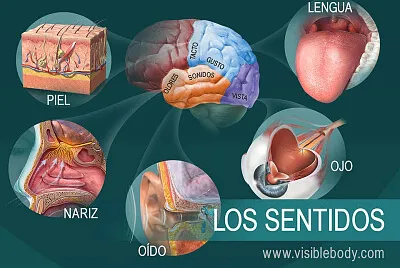 5 sentidos diarios jigsaw puzzle