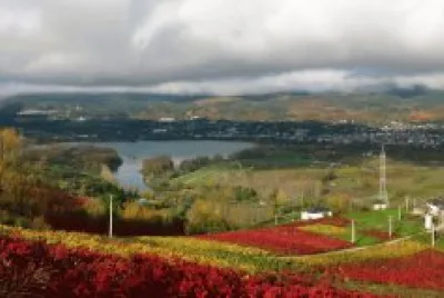 viÃ±edos de otoÃ±o