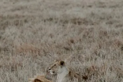 Leões na savana