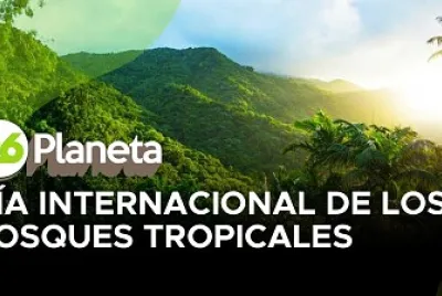 BOSQUES TROPICALES