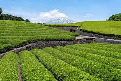 Plantacion
