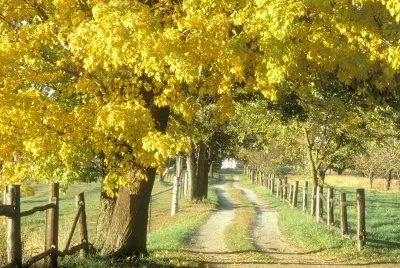verano en el campo