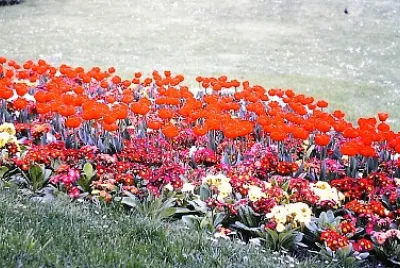 jardim 1