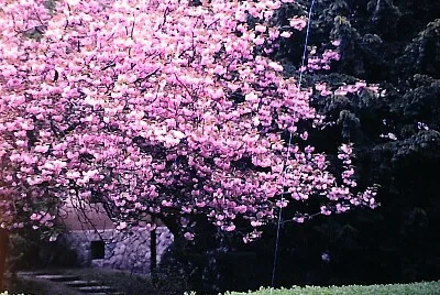 jardim 4