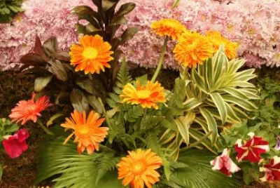 פאזל של Flowers