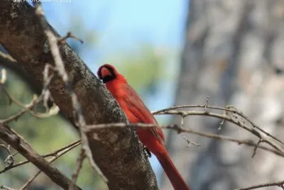 Cardinal