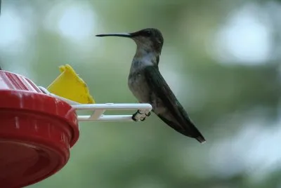 Hummer