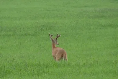 In a Field of Green
