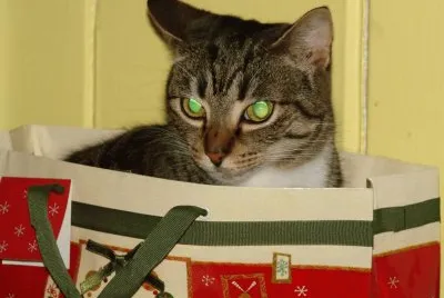 Penny in a Bag