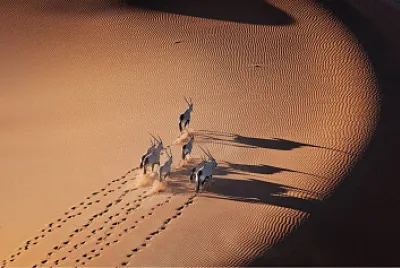 Okapis