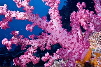Coral
