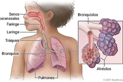 SISTEMA RESPIRATORIO 2