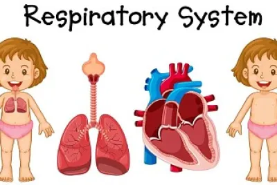 SISTEMA RESPIRATORIO 03
