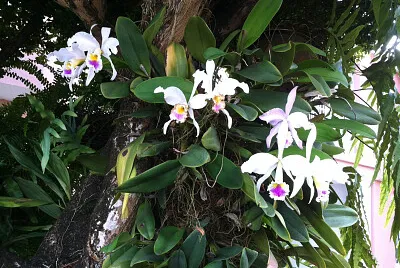 Orquideas