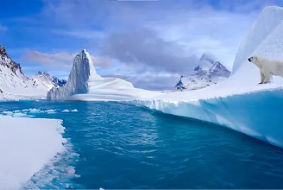 Oso Polar