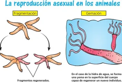 Reproduccion asexual animales jigsaw puzzle