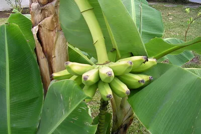 Frutas