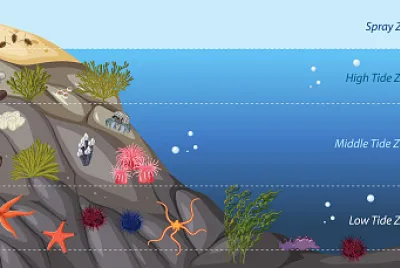 ECOSISTEMA MARINO