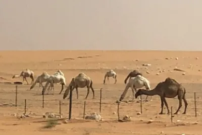 Camellos en Arabia