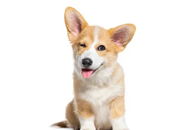 CÃES