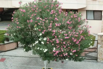 Beautiful tree
