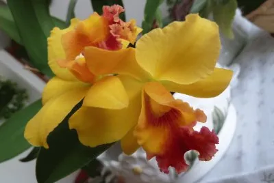 Mini orchid