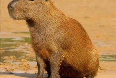 Capibara, chiguiro