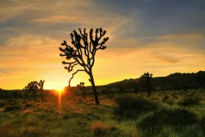 Joshua Tree National Park-Mojave Desert