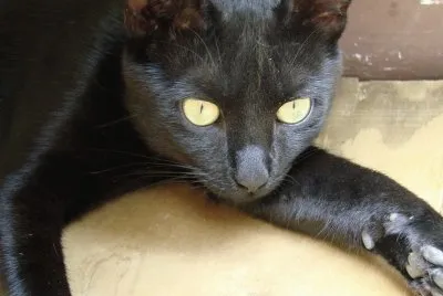Black Cat