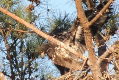 Bald Eagle Eaglet