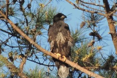 Bald Eagle Eaglet