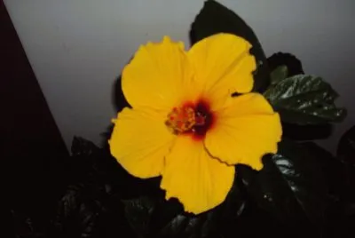 flores