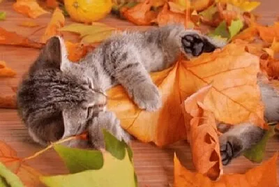 jigsaw puzzle