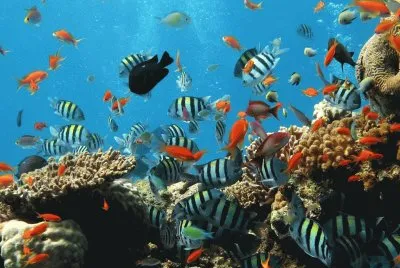 Pecesitos del mar
