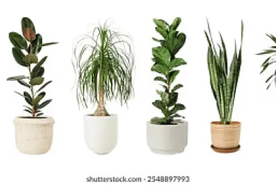 rompecabezas plantas