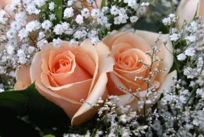rosas claras