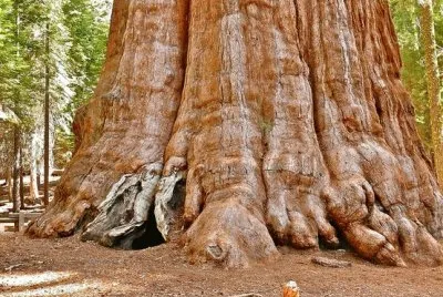 GIANT TREE-Sequoia National Park