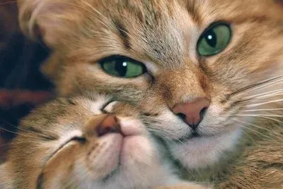 animais