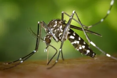 AEDES AEGYPTI