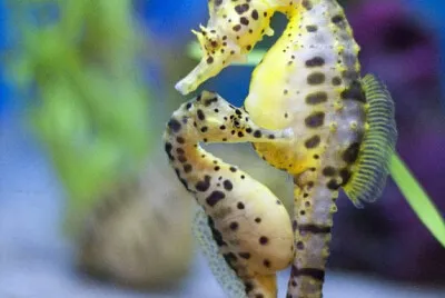 FAMILIA CAVALO MARINHO jigsaw puzzle