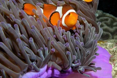 PEIXE PALHAÇO jigsaw puzzle