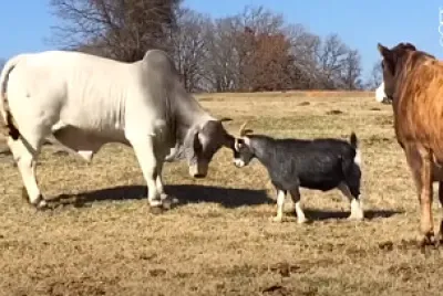 Goat and Cow